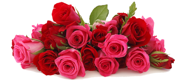 Beautiful-Roses-e1470692121809.png