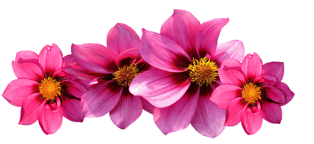 dahlias-2580236_640.png